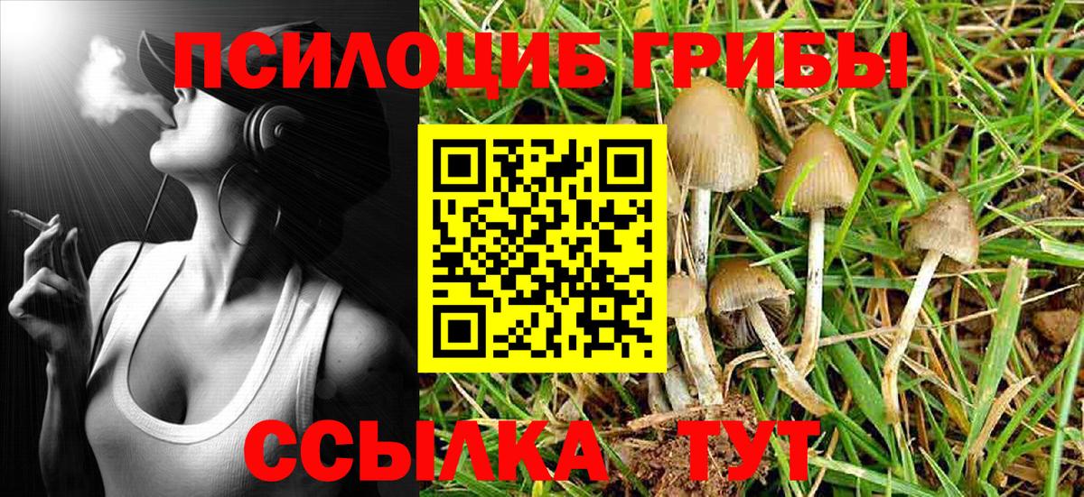 Галлюциногенные грибы Psilocybe Егорьевск